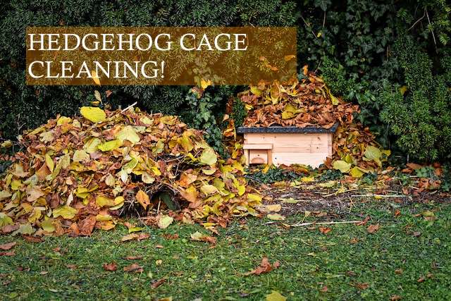 Hedgehog Cage Cleaning HHC101 on Pixabay