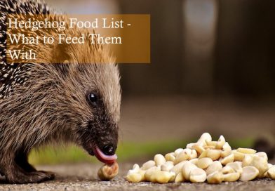 Hedgehog Food List Healthy Meals Hedgehog Care 101