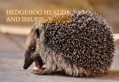 Hedgehog Health and Issues photo by Alexas Fotos on Pixabay