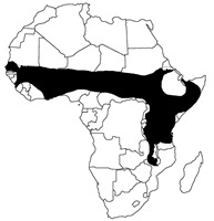 hedgehog map Africa