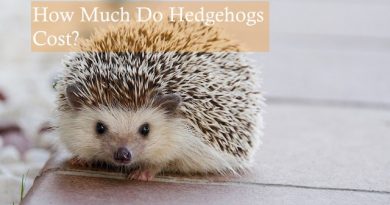 How Much Do Hedgehogs Cost? Photo by Amaya Eguizabal on Pixabay