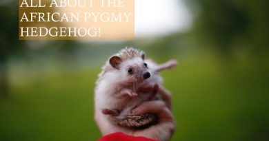 How to look after an African Pygmy Hedgehog photo by Galina Chikunova on unsplash