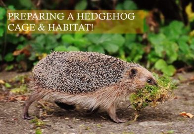 Preparing a Hedgehog Cage and Habitat photo by Alexas Fotos on unsplash