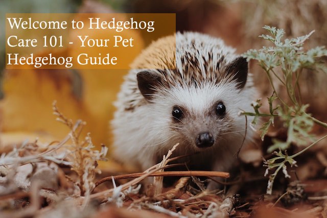 Welcome to Hedgehog Care 101 - Your Pet Hedgehog Guide photo by Sierra Nicole Narvaeth on unsplash