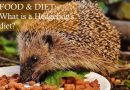 What is a hedgehog's diet photo by Alexa photos on Pixabay