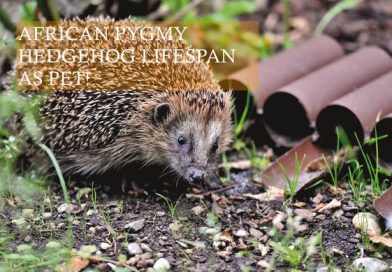 African Pygmy Hedgehog lifespan as pet photo by capriauto on pexels