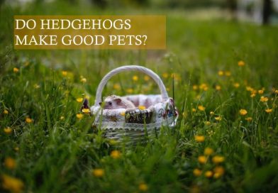 Do Hedgehog Make Good Pets photo by Galina Chikunova on unplash