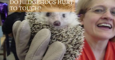 Do Hedgehog hurt to touch photo by Ariel Camilo