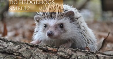 Do Hedgehogs smell? Photo by Kenny Belue on Pexels