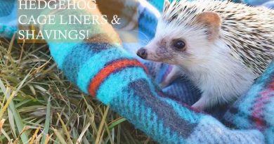 Hedgehog Cage Liners and Shavings photo by Taylor Binkley on unsplash
