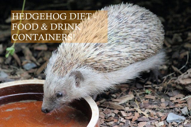 Hedgehog Diet - Food and drink containers PHOTO BY Dusan Veverkolog on unsplash