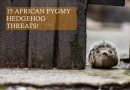 15 African Pygmy Hedgehog Threats photo by Clement Falize on unsplash