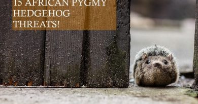 15 African Pygmy Hedgehog Threats photo by Clement Falize on unsplash